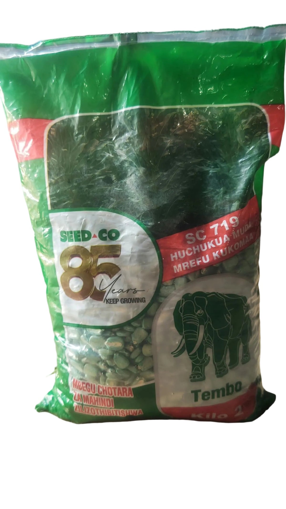MAIZE SEED